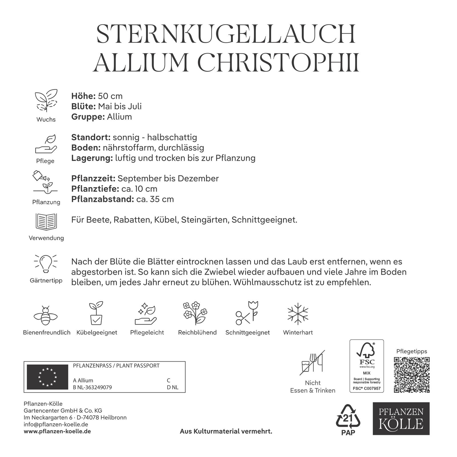 XXL Allium Christophii (Sternkugellauch) lila/purpur, 5 Blumenzwiebeln