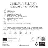 XXL Allium Christophii (Sternkugellauch) lila/purpur, 5 Blumenzwiebeln