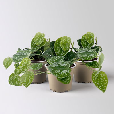 Gefleckte Efeutute 'Argyraeus', Topf-Ø 12 cm, 3 Pflanzen