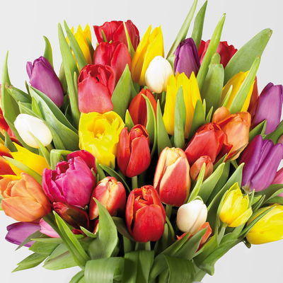 50 Tulpen, bunt