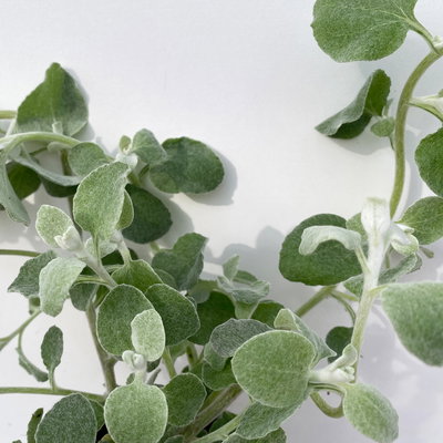 Grabbepflanzung Sommer rot-weiß-blau, 12 Pflanzen