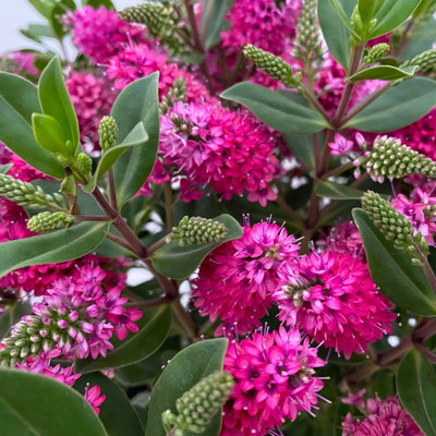 Hebe 'All Blooms®', rot, Topf 17 cm Ø Hebe 'All Blooms®', rot, Topf 17 cm Ø