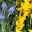 Traubenhyazinthe & Narzisse blau & gelb, vorgetrieben, Topf-Ø 12cm, 6er-Set