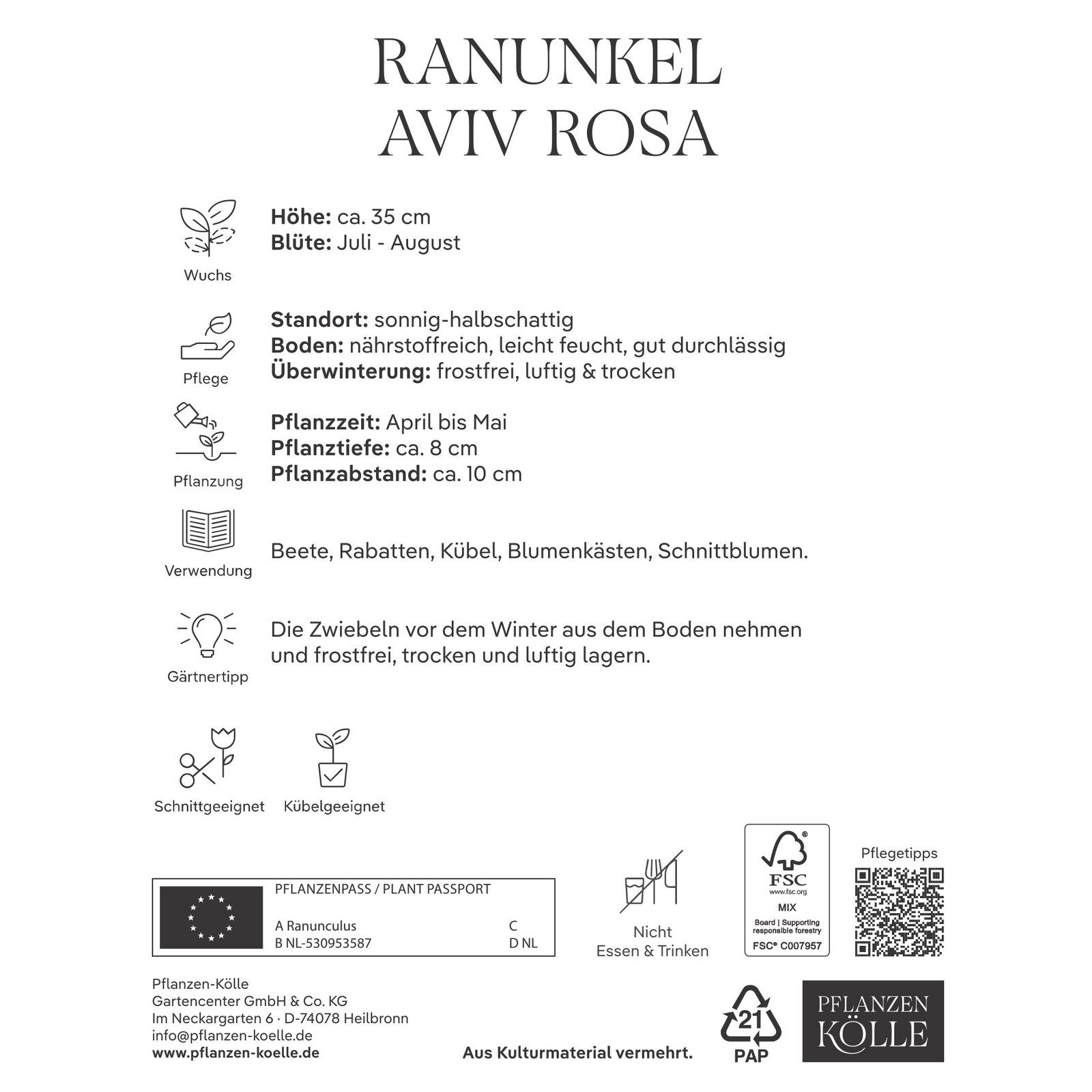 Kölles Beste Ranunkel Aviv rosa, 10 Blumenknollen