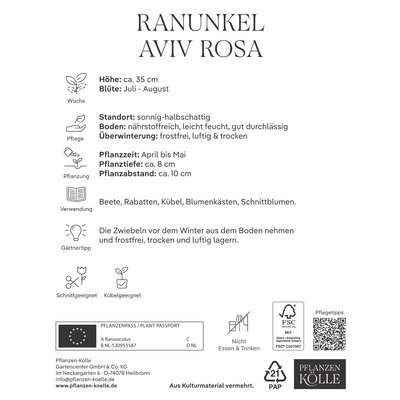 Kölles Beste Ranunkel Aviv rosa, 10 Blumenknollen