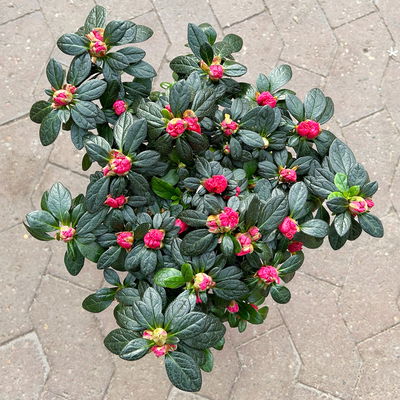 Azalee, Stamm, Farbe zufällig, Topf-Ø 13cm, Höhe ca. 45 cm, 2 Pflanzen Azalee, Stamm, Farbe zufällig, Topf-Ø 13cm, Höhe ca. 45 cm, 2 Pflanzen