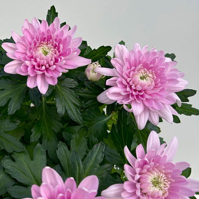 Chrysantheme 'Chrysanne® Zembla', pink, großblumig, Topf-Ø 17 cm, 2 Pflanzen