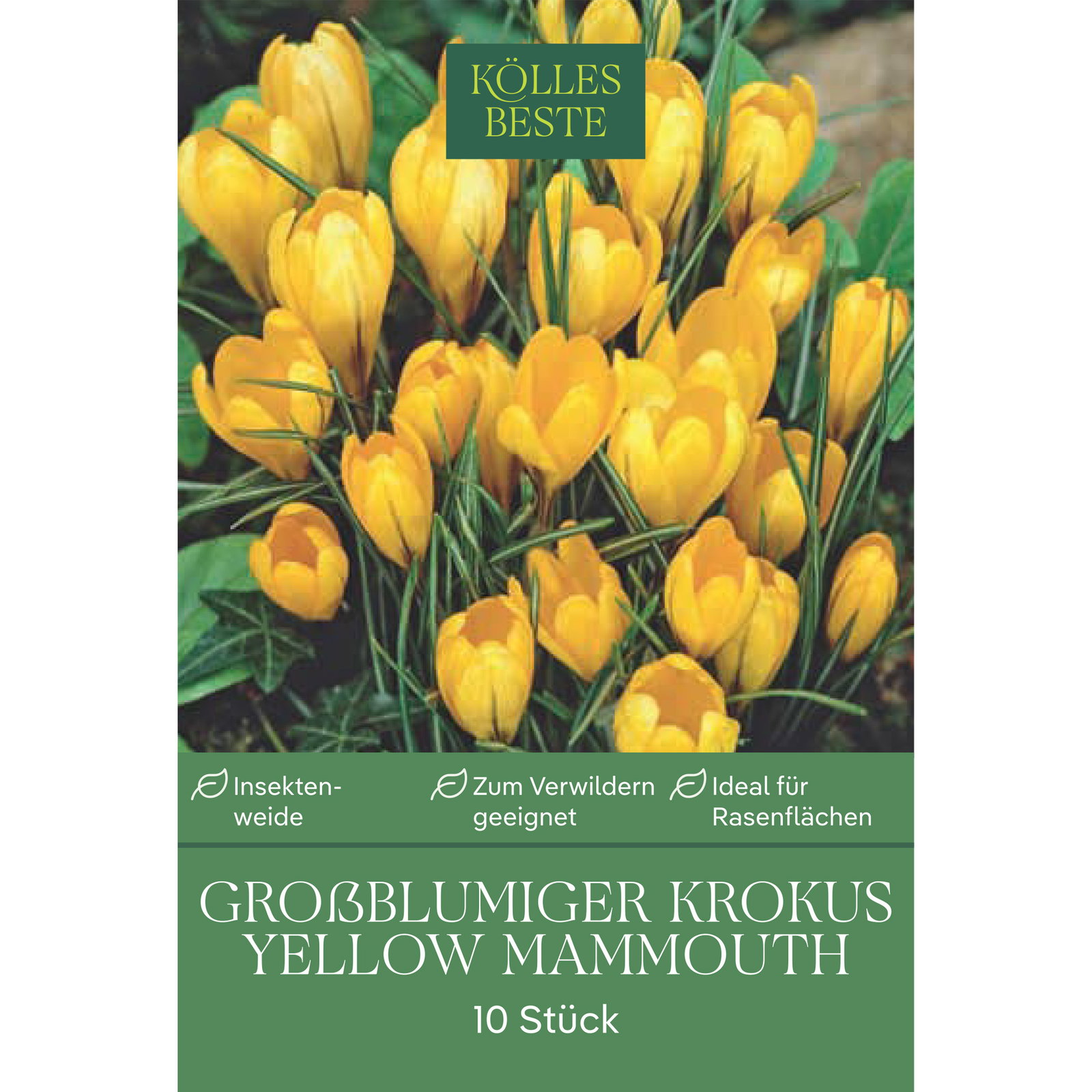 XXL Großblumige Krokusse Yellow Mammouth gelb, 10 Blumenzwiebeln XXL Großblumige Krokusse Yellow Mammouth gelb, 10 Blumenzwiebeln