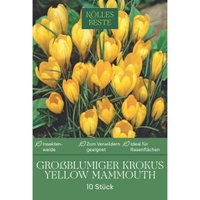 XXL Großblumige Krokusse Yellow Mammouth gelb, 10 Blumenzwiebeln XXL Großblumige Krokusse Yellow Mammouth gelb, 10 Blumenzwiebeln