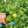 Kölle Bio Aroma-Erdbeere (Hummi® Meraldo), öftertragend, Topf 11x11 cm, 3 Stück