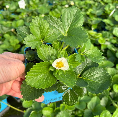 Bio Aroma-Erdbeere (Hummi® Meraldo), öftertragend, Topf 11x11 cm, 3 Pflanzen