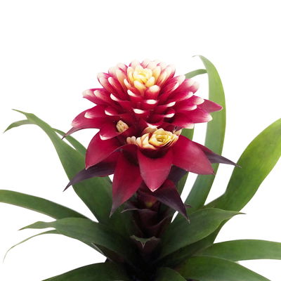 Guzmania 'Francesca', lila-weiß, Topf-Ø 12 cm, mit Korb Maki, Höhe ca. 40 cm Guzmania 'Francesca', lila-weiß, Topf-Ø 12 cm, mit Korb Maki, Höhe ca. 40 cm