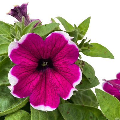 Petunie 'Cascadias™ Rim Cherry' magenta-weiß, hängend, Topf-Ø 13 cm 6 Pflanzen