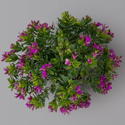 Kreuzblume, rosa-violett, Höhe ca. 40 cm, Topf-Ø 17 cm