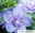 Duo-Gartenhibiskus 'Blue Chiffon®' und 'Pink Chiffon®', blau + pink, 5 lt. Topf