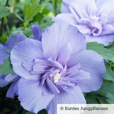 Duo-Gartenhibiskus 'Blue Chiffon®' und 'Pink Chiffon®', blau + pink, 5 lt. Topf Duo-Gartenhibiskus 'Blue Chiffon®' und 'Pink Chiffon®', blau + pink, 5 lt. Topf