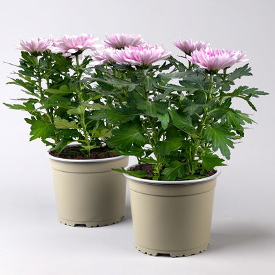 Chrysantheme 'Chrysanne® Zembla', pink, großblumig, Topf-Ø 17 cm, 2 Pflanzen