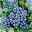 Heidelbeere 'Bluecrop' 30/40 cm, Topf 23 cm