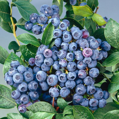 Heidelbeere 'Bluecrop', 4er-Set, Höhe 40-60 cm, Topf 5 Liter