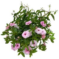Zauberglöckchen-Schneewolke rosa/weiß, Topf-Ø 13 cm, 6er-Set
