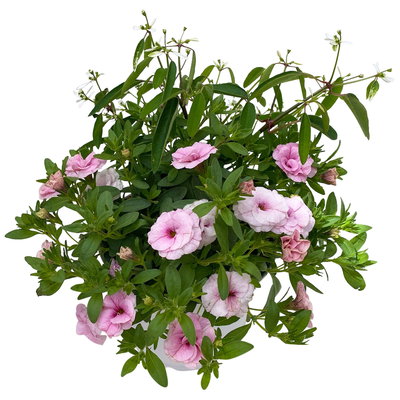 Zauberglöckchen-Schneewolke rosa/weiß, Topf-Ø 13 cm, 6 Pflanzen