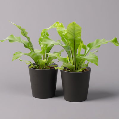 Nestfarn, mit Keramiktopf Dallas anthrazit, Topf-Ø12cm, Höhe ca. 35 cm, 2er-Set