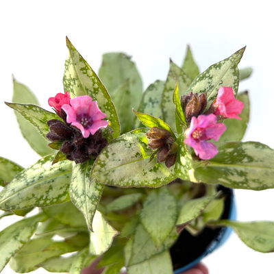 Bio Lungenkraut 'Silver Bouquet', rosa-blau, Topf-Ø 12 cm, 3 Pflanzen Bio Lungenkraut 'Silver Bouquet', rosa-blau, Topf-Ø 12 cm, 3 Pflanzen