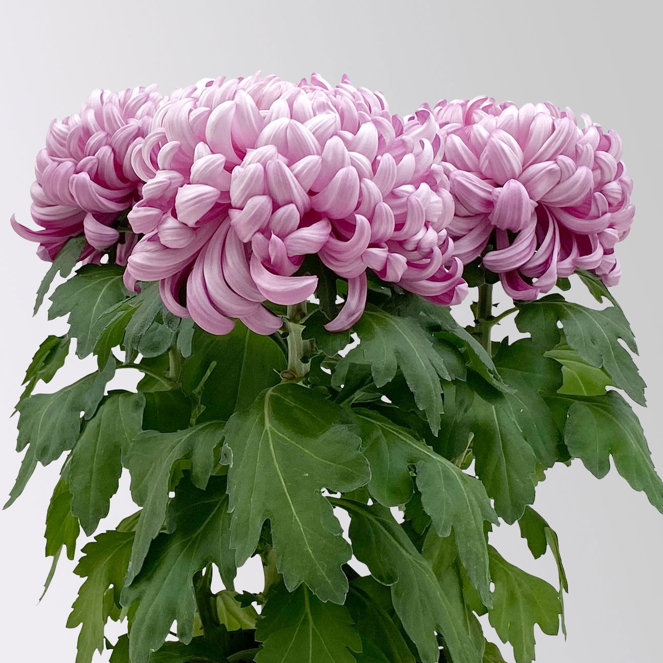 Chrysantheme 'Cosmo', lila, großblumig, Topf-Ø 12 cm, 3 Pflanzen