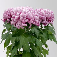 Chrysantheme 'Cosmo', lila, großblumig, Topf-Ø 12 cm, 3 Pflanzen