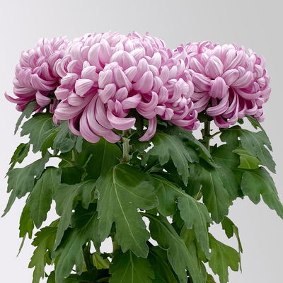 Chrysantheme 'Cosmo', lila, großblumig, Topf-Ø 12 cm, 3 Pflanzen Chrysantheme 'Cosmo', lila, großblumig, Topf-Ø 12 cm, 3 Pflanzen