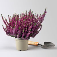 Calluna 'Longlife', lila, Topf-Ø 13 cm, 6 Pflanzen