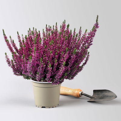 Calluna 'Longlife', lila, Topf-Ø 13 cm, 6 Pflanzen Calluna 'Longlife', lila, Topf-Ø 13 cm, 6 Pflanzen