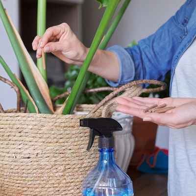 Kölles Beste Düngestäbchen für Grünpflanzen & Palmen, 20 Stück Kölles Beste Düngestäbchen für Grünpflanzen & Palmen, 20 Stück