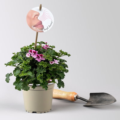 Duftgeranie 'Angel Aroma®Daisy®',  rosa-pink, Topf-Ø 12 cm, 6 Pflanzen