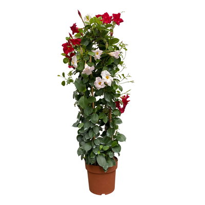 Dipladenie 'Duo', rot-weiß, Doppelbogen, Topf-Ø 21 cm,  Höhe ca. 90 cm