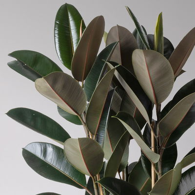 Gummibaum 'Mandela', Topf-Ø 30 cm, Höhe ca. 120 cm, inkl. Bewässerungssystem Gummibaum 'Mandela', Topf-Ø 30 cm, Höhe ca. 120 cm, inkl. Bewässerungssystem