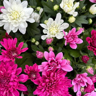 Chrysantheme Trio 'Sweet Melange', weiß-rosa-lila, Topf-Ø 12cm, 6 Pflanzen Chrysantheme Trio 'Sweet Melange', weiß-rosa-lila, Topf-Ø 12cm, 6 Pflanzen