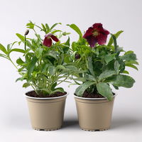 Lenzrose 'Early Dark Red', dunkelrot, Topf-Ø 13 cm, 2er-Set