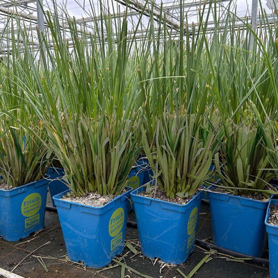 Bio Pampasgras 'Evita'®, Topf 5 Liter