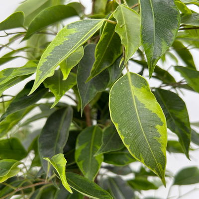 Birkenfeige 'Anastasia' im Keramiktopf Dallas, Topf-Ø 17 cm, Höhe ca. 60 cm