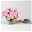 Petunien 'Capella™ Baby Pink' rosa, hängend, Topf-Ø 13 cm, 6er-Set