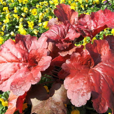 Bio Purpurglöckchen 'Fire Alarm', rot, Topf-Ø 12 cm, 3 Pflanzen Bio Purpurglöckchen 'Fire Alarm', rot, Topf-Ø 12 cm, 3 Pflanzen
