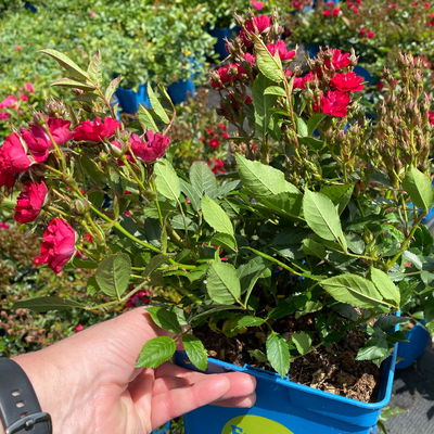 Zwergrose 'Alberich', rot, halbgefüllte Blüten, Topf 3 Liter, 4 Pflanzen Zwergrose 'Alberich', rot, halbgefüllte Blüten, Topf 3 Liter, 4 Pflanzen