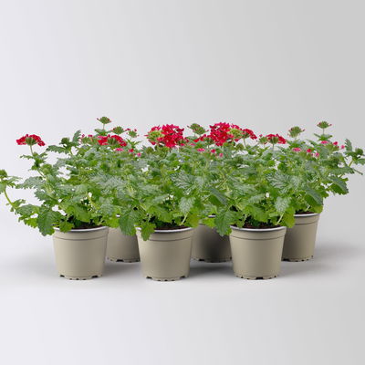 Eisenkraut rot, Topf-Ø 12 cm, 6 Stück