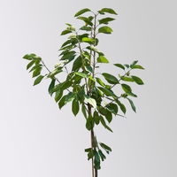 Kölle Bio Säulenkirsche 'Sylvia', Unterlage Prunus Colt, Topf 10 Liter