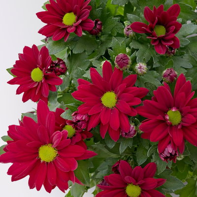 Chrysanthemen 'Swifty', rot, Topf-Ø 10,5 cm, 6 Pflanzen Chrysanthemen 'Swifty', rot, Topf-Ø 10,5 cm, 6 Pflanzen