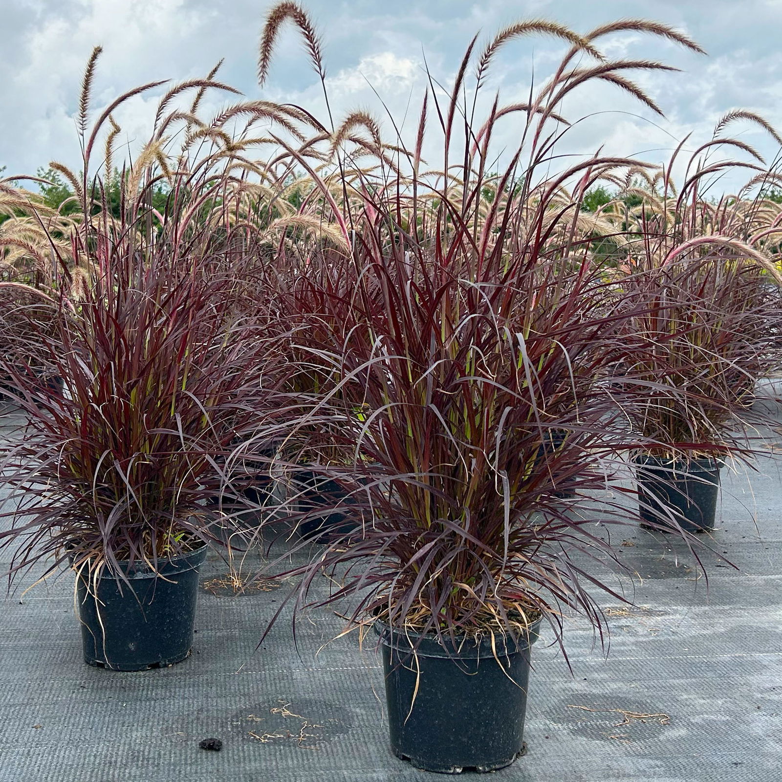 Lampenputzergras 'Rubrum' rot, Topf-Ø 26 cm