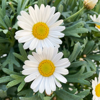 Margerite 'Stella', weiß, Topf-Ø 19 cm, 3 Pflanzen