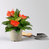 Edellieschen orange/hellrot, Topf-Ø 12 cm, 6 Pflanzen