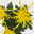 Chrysantheme 'Chrysanne® Fireworks Yellow', gelb, Topf-Ø 13 cm, 3 Pflanzen